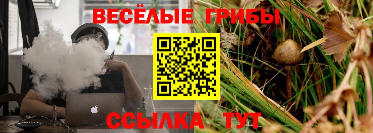 Георгиевск  Галлюциногенные грибы прущие грибы  Вход с VPN  Галлюциногенные грибы Psilocybine cubensis 